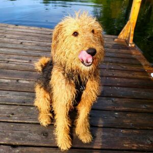 a dog sitting on a dock